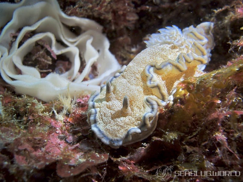 タヌキイロウミウシ Glossodoris hikuerensis