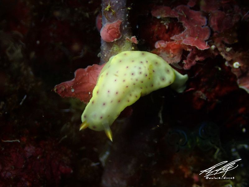 モンコウミウシ Chromodoris aspersa