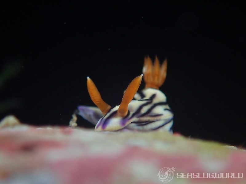 ソヨカゼイロウミウシ Hypselodoris zephyra