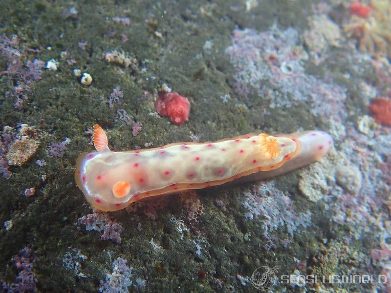 ミカドウミウシ Hexabranchus lacer