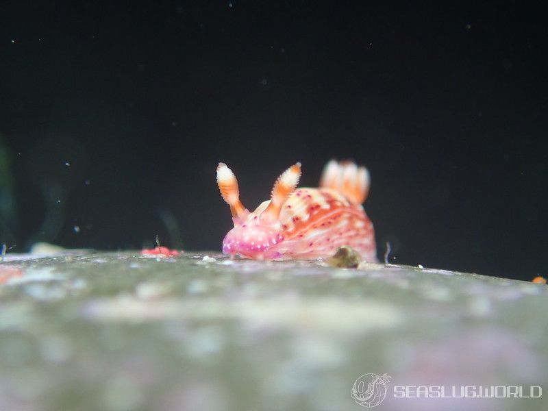 センテンイロウミウシ Hypselodoris decorata