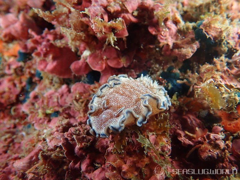 タヌキイロウミウシ Glossodoris hikuerensis