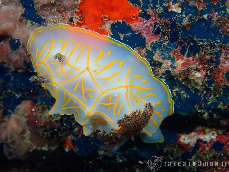 キスジカンテンウミウシ Halgerda diaphana