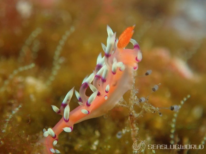 アデヤカミノウミウシ Coryphellina exoptata