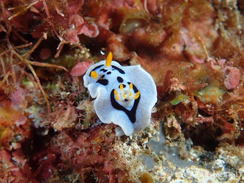 ダイアナウミウシ Chromodoris alcalai