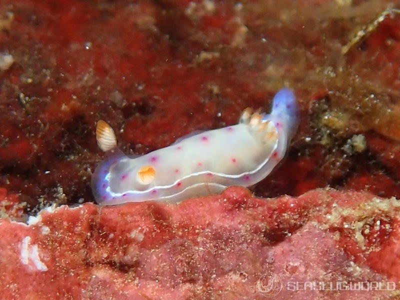 ミカドウミウシ Hexabranchus lacer