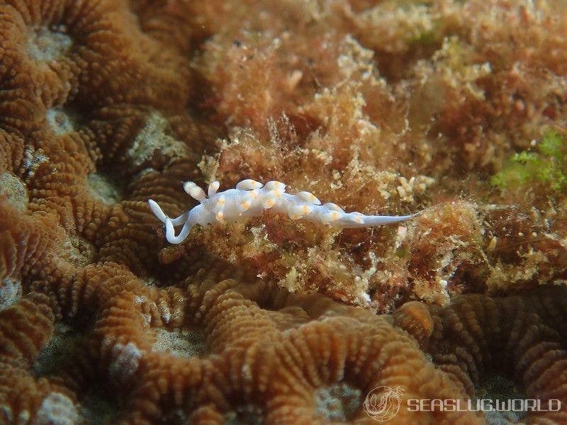 ケラマミノウミウシ Samla bicolor