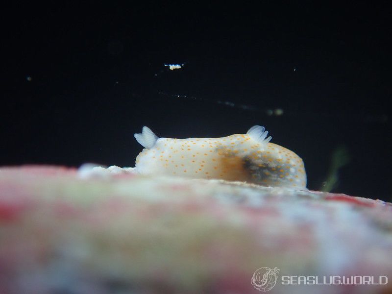 オキナワキヌハダウミウシ Gymnodoris okinawae