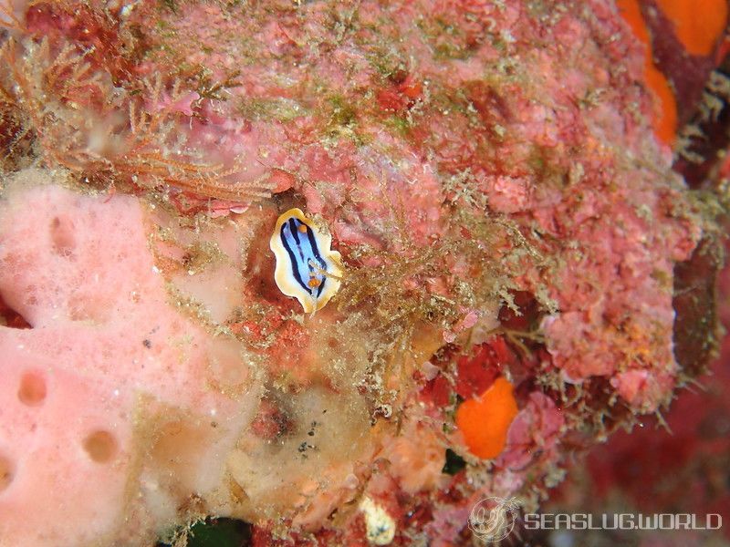 コールマンウミウシ Chromodoris colemani