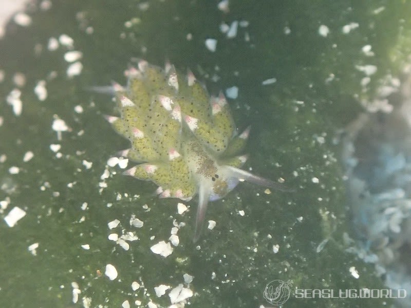 クサイロモウミウシ Costasiella paweli