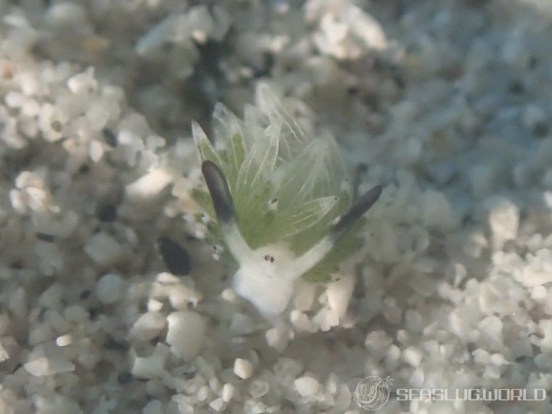 ウサギモウミウシ Costasiella usagi