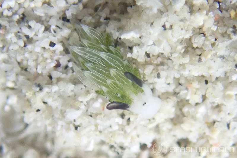 ウサギモウミウシ Costasiella usagi