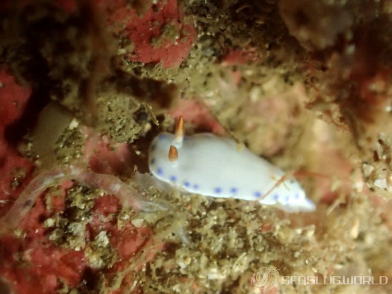 アオウミウシ属の一種 6 Hypselodoris sp. 6