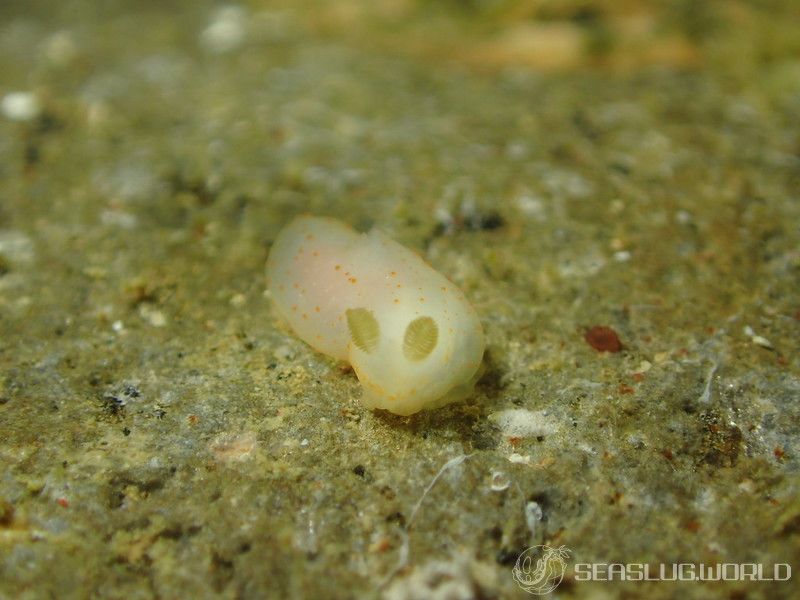 キヌハダモドキ Gymnodoris citrina