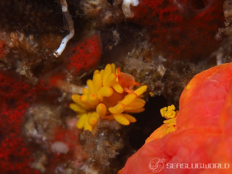 イボヤギミノウミウシ Phestilla melanobrachia