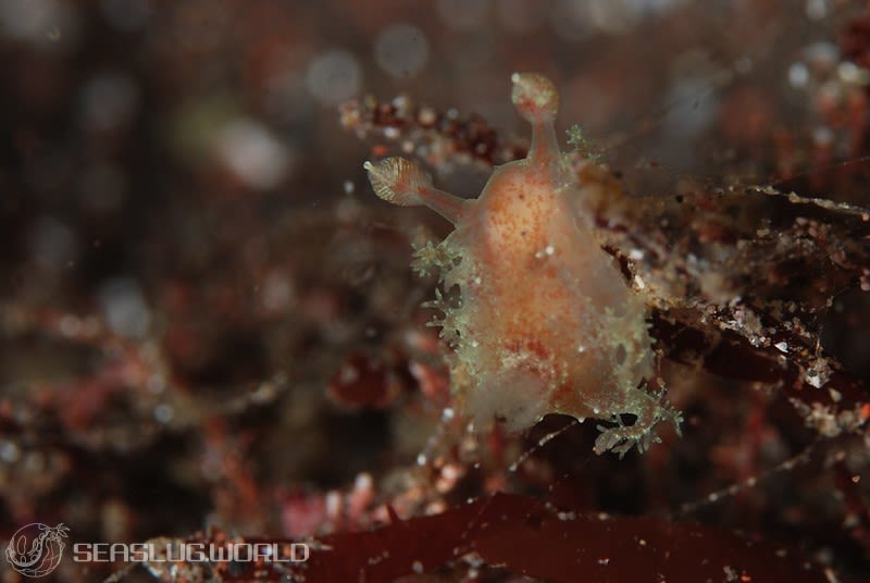 エダウミウシ Kaloplocamus albopunctatus