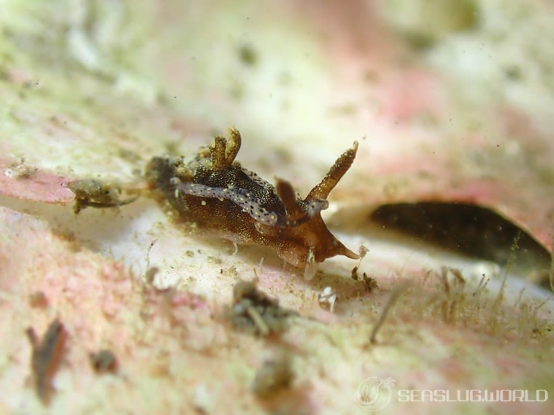 コネコウミウシ Pelagella joubini