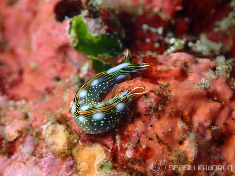 ハナミドリガイ Thuridilla splendens