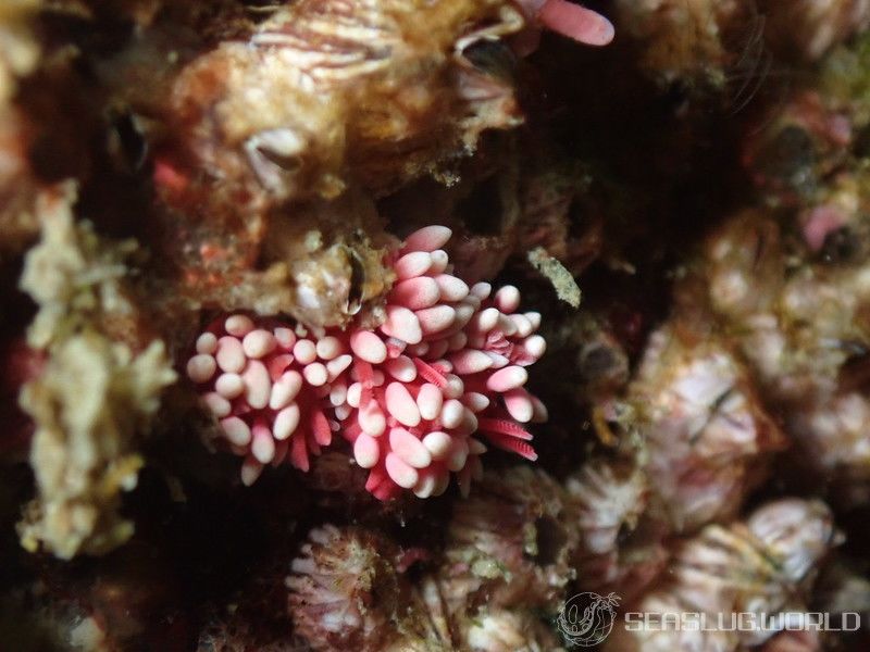 ヒロウミウシ Ceratodoris hiroi