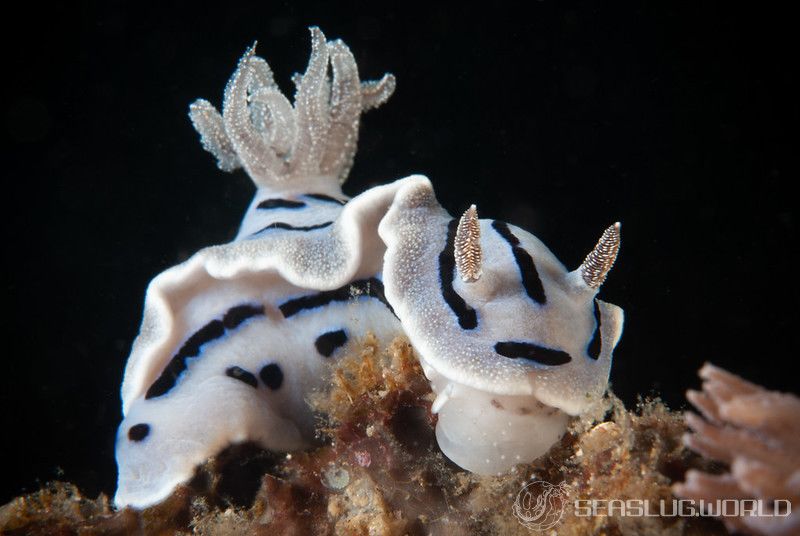 ミゾレウミウシ Chromodoris willani