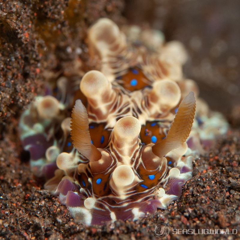 ミヤコウミウシ Dendrodoris krusensternii