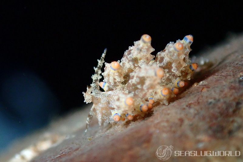 ツノトゲホリミノウミウシ Eubranchus rubropunctatus