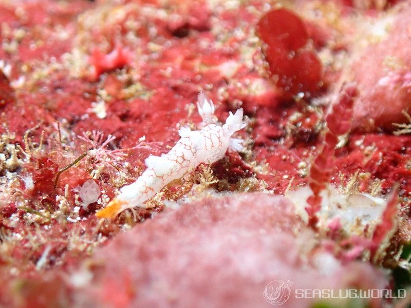 ヤマトユビウミウシ Bornella hermanni