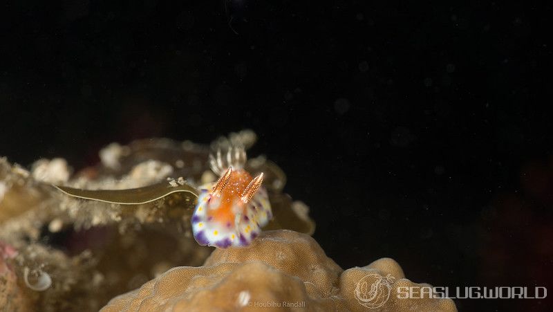 アカネコモンウミウシ Goniobranchus collingwoodi