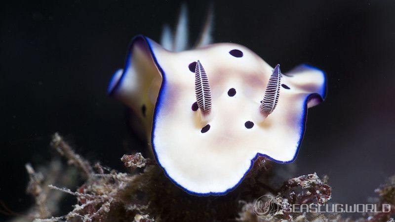 マダライロウミウシ Hypselodoris tryoni