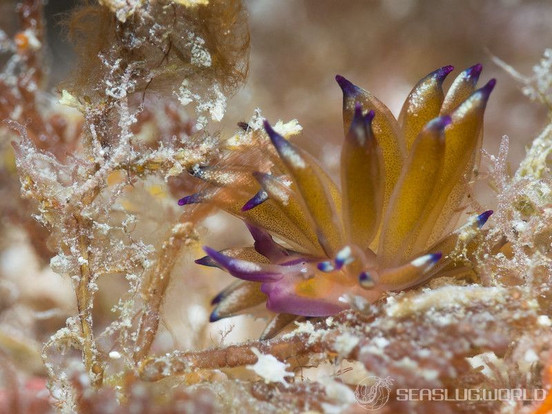 ミドリアマモウミウシ属の一種 3 Hermaea sp. 3