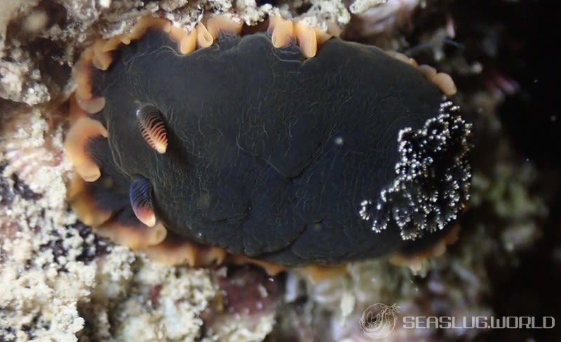 クロシタナシウミウシ Dendrodoris arborescens