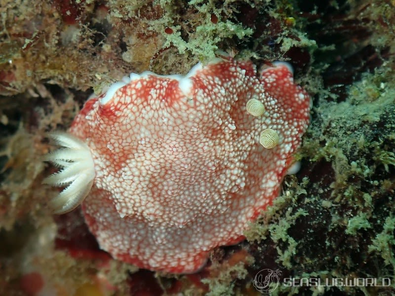 チリメンウミウシ Goniobranchus reticulatus