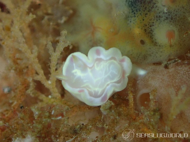 ウスフジイロウミウシ Ceratosoma sp. 1