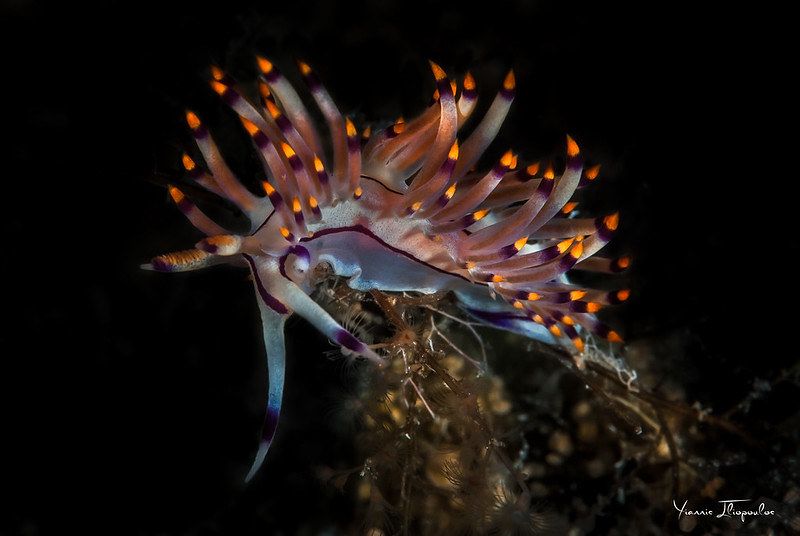 Coryphellina rubrolineata O'Donoghue, 1929