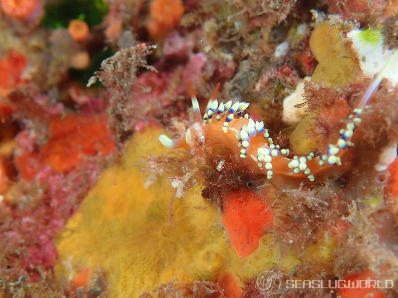 ヒブサミノウミウシ Caloria indica