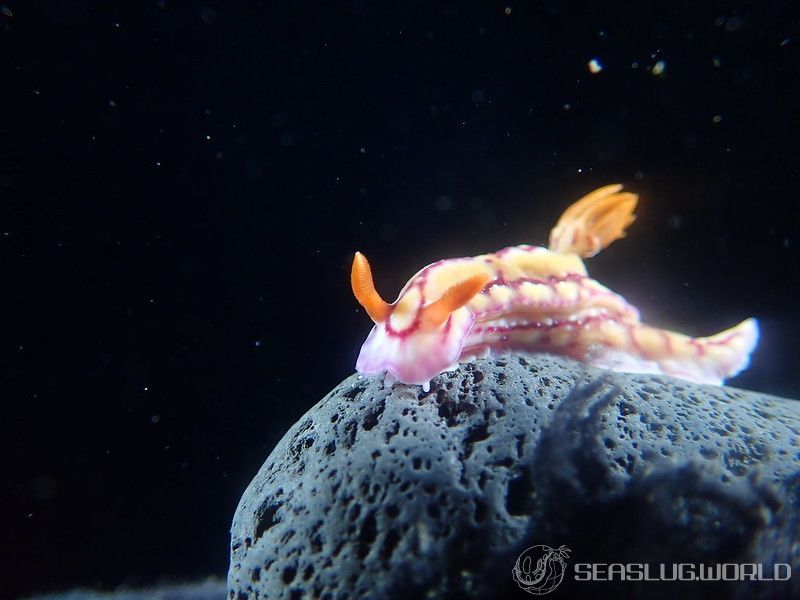 セリスイロウミウシ Hypselodoris cerisae