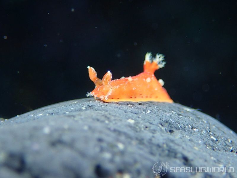 アカネヒカリウミウシ Plocamopherus maculapodium