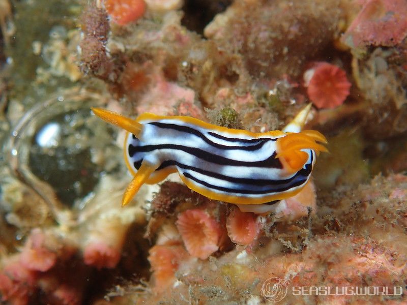 シボリイロウミウシ Chromodoris strigata