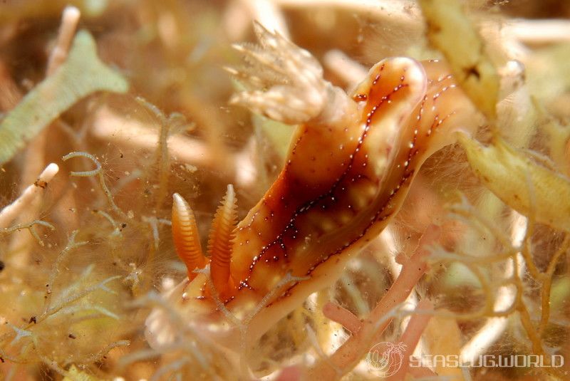 クラカトアウミウシ Hypselodoris krakatoa