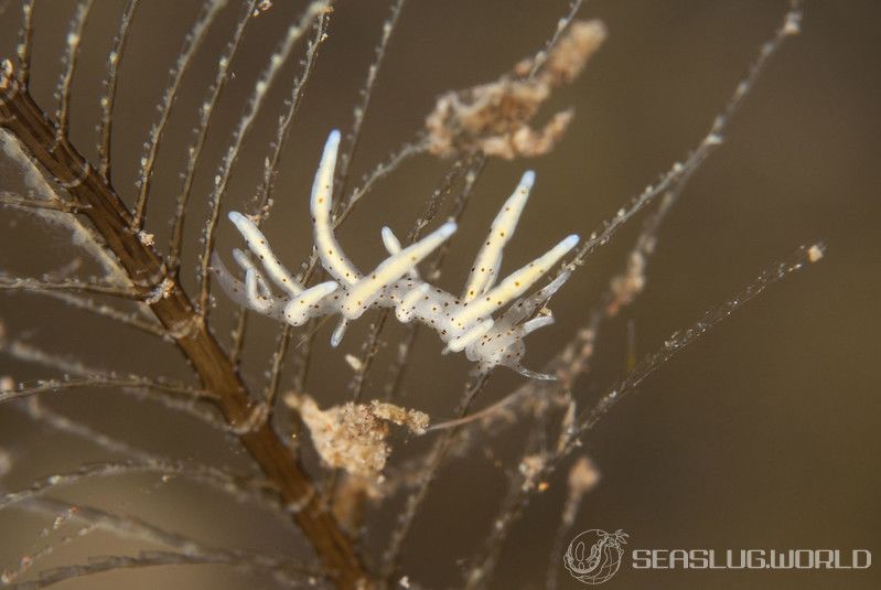 ホソミノウミウシ Eubranchus sp. 9