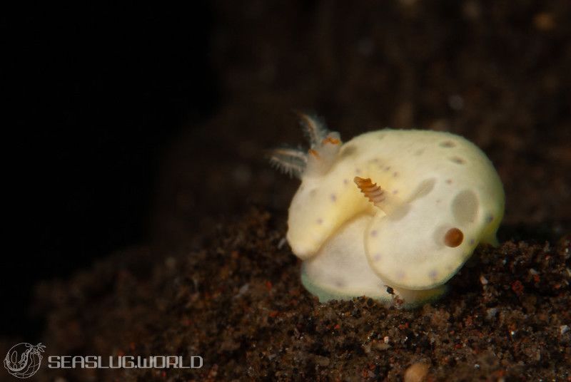 クボミイロウミウシ Hypselodoris lacuna