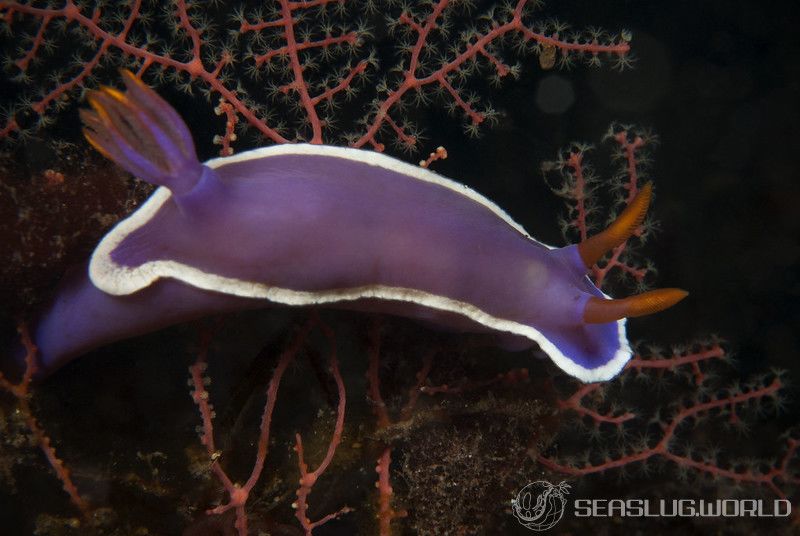 カグヤヒメウミウシ Hypselodoris variobranchia