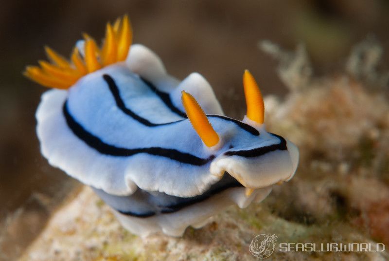 ミスジアオイロウミウシ Chromodoris lochi