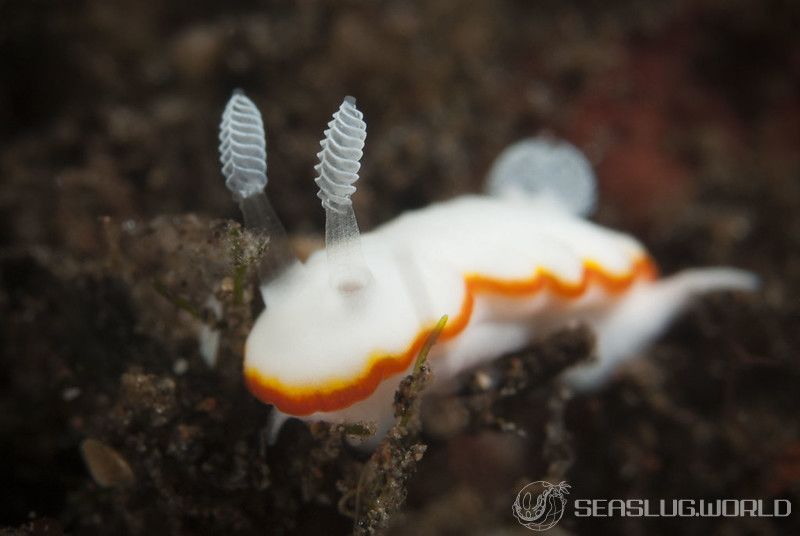 ボンボリイロウミウシ Goniobranchus albonares