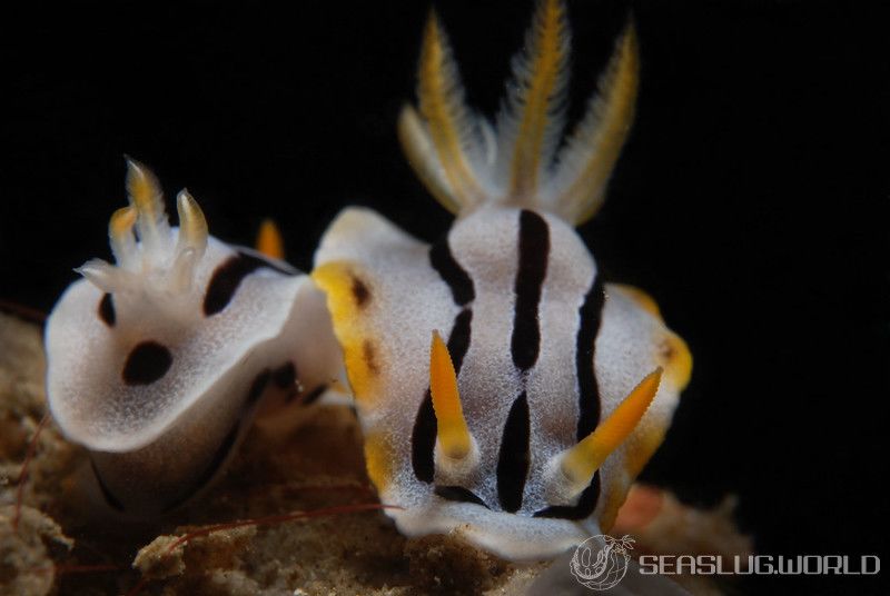 クロモドーリス・ダイアナエ Chromodoris dianae