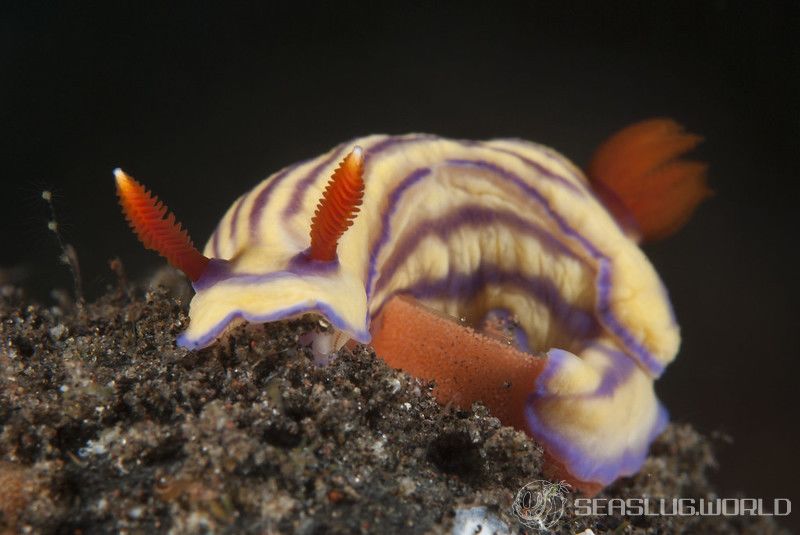 クチナシイロウミウシ Hypselodoris whitei