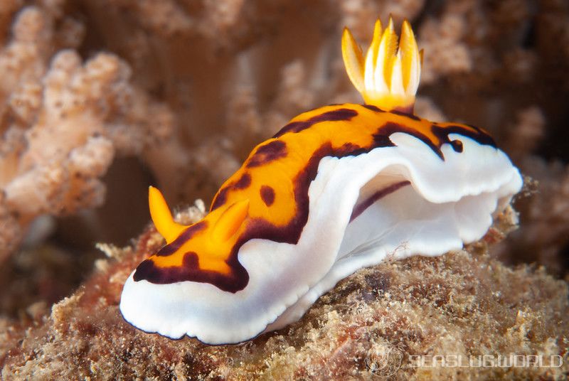 ゴニオブランクス・グレニーイ Goniobranchus gleniei 世界のウミウシ