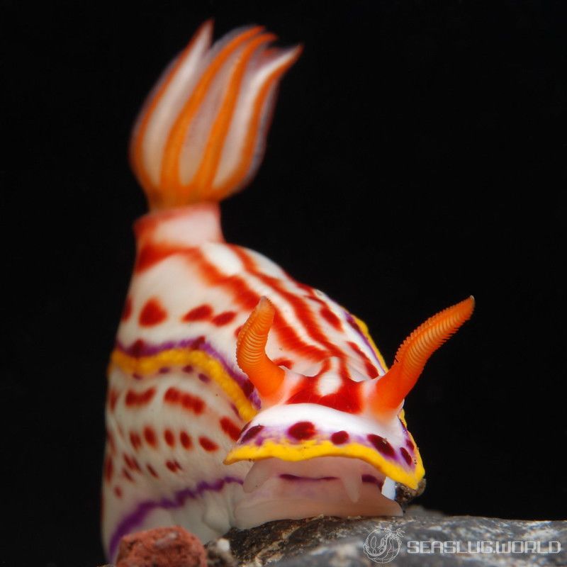 カナメイロウミウシ Hypselodoris kaname