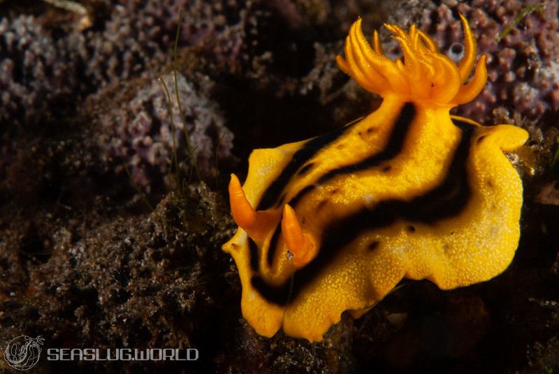 クロモドーリス・ジョシュイ Chromodoris joshi