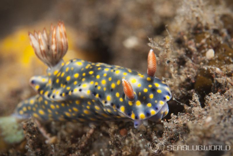 オダカホシゾラウミウシ Hypselodoris roo